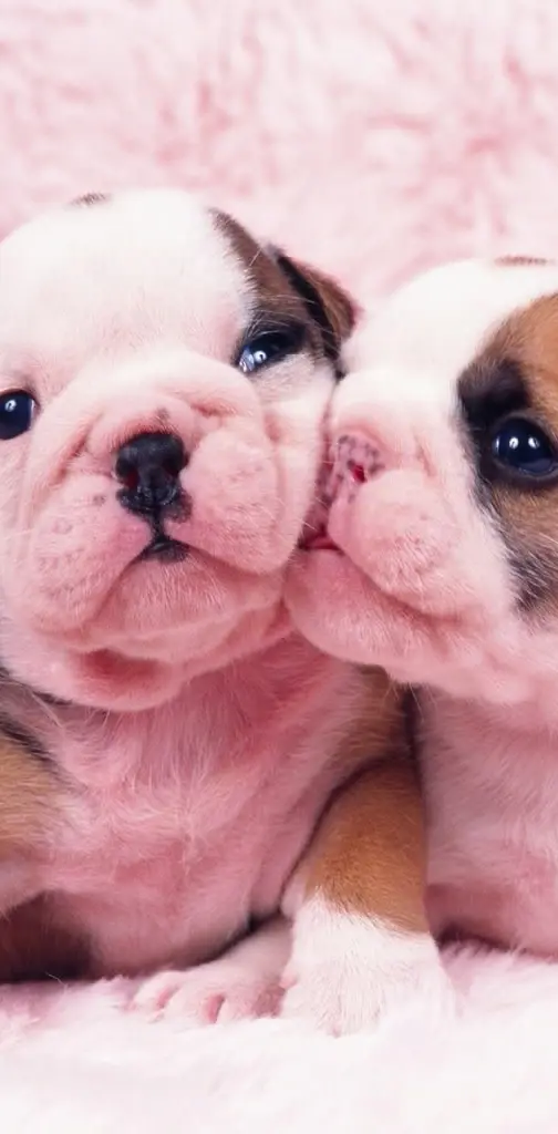 Cute Pug Puppies