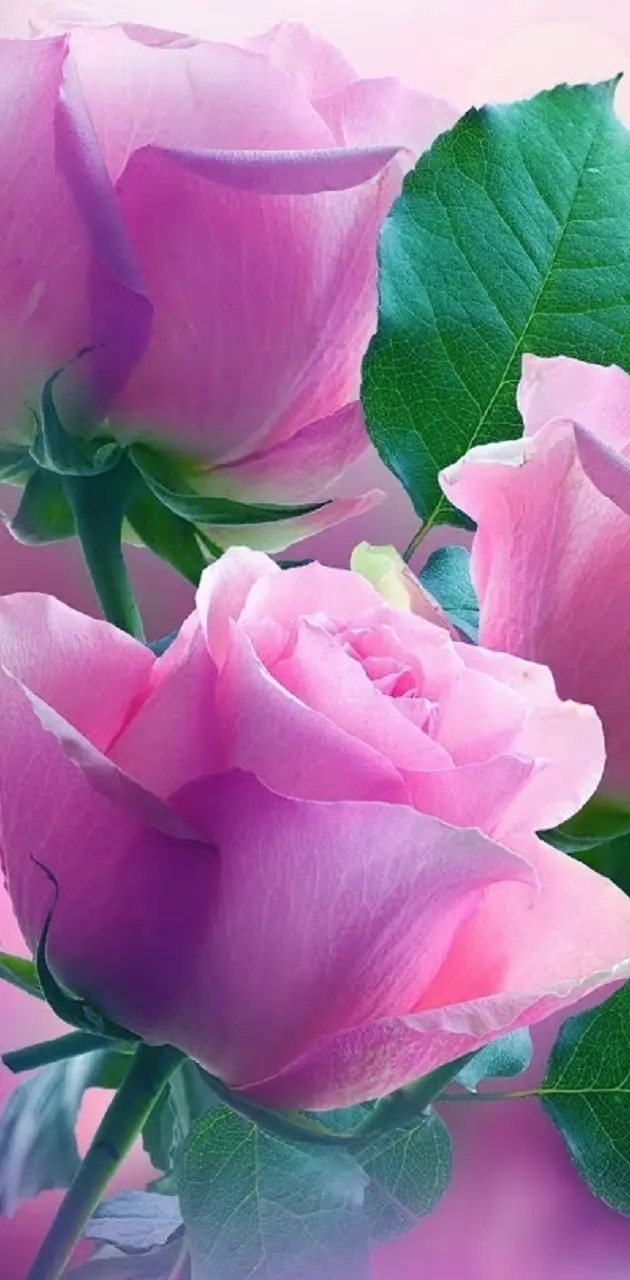Roses wallpaper by rosemaria4111 - Download on ZEDGE™ | ac58