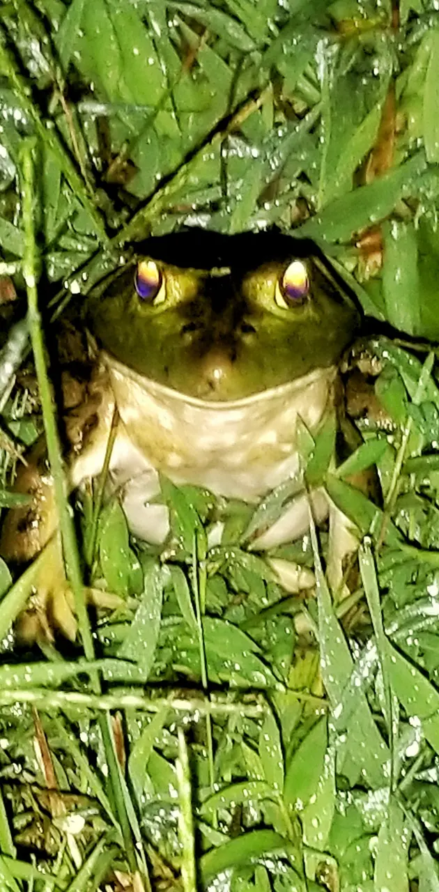 Bullfrog posing