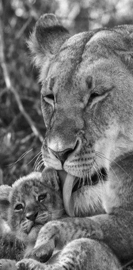 Pure Love Lions