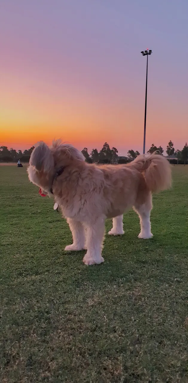 Sunset Dog