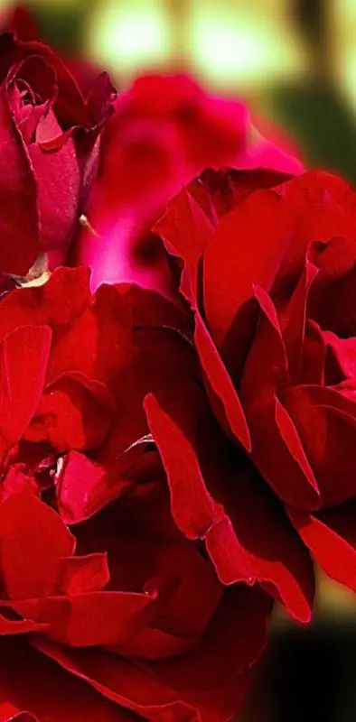 Lovely Red Rose