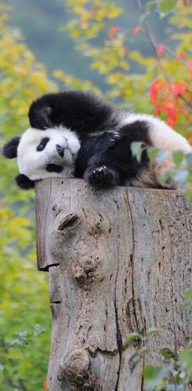 Litle panda