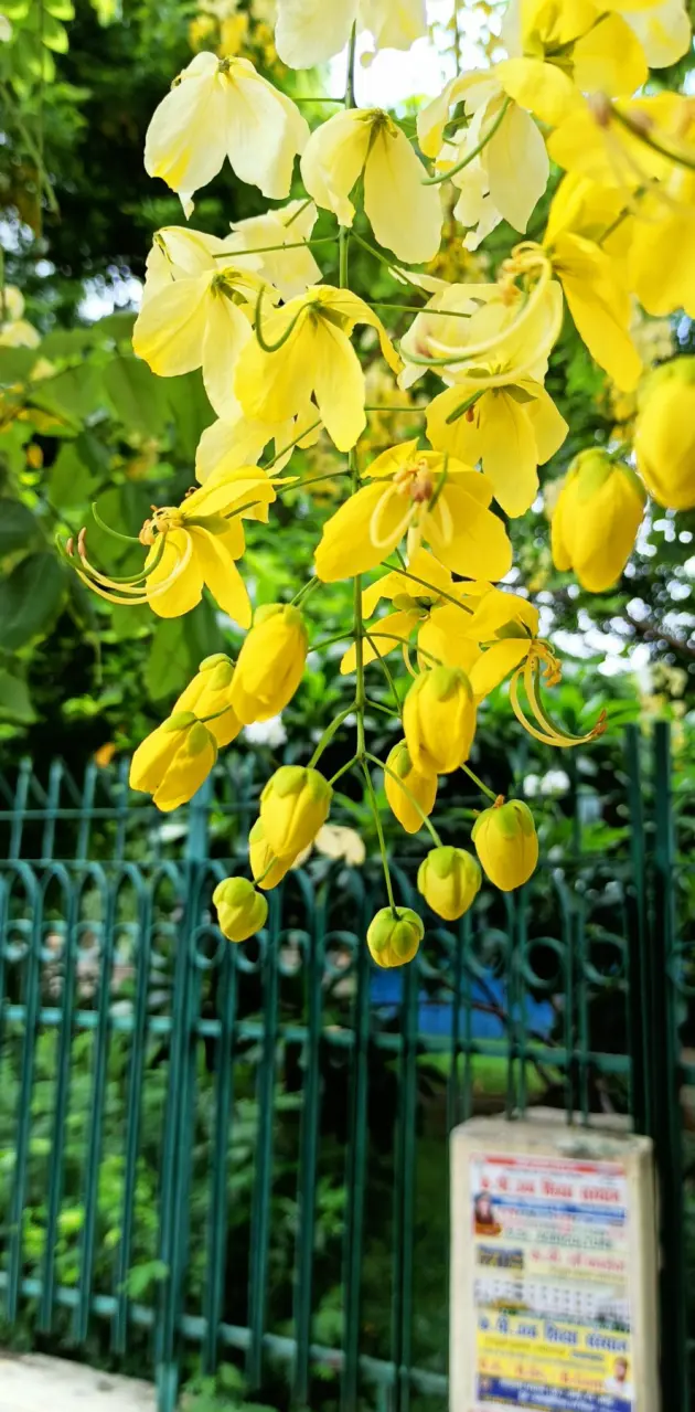 Nature pic yellow 