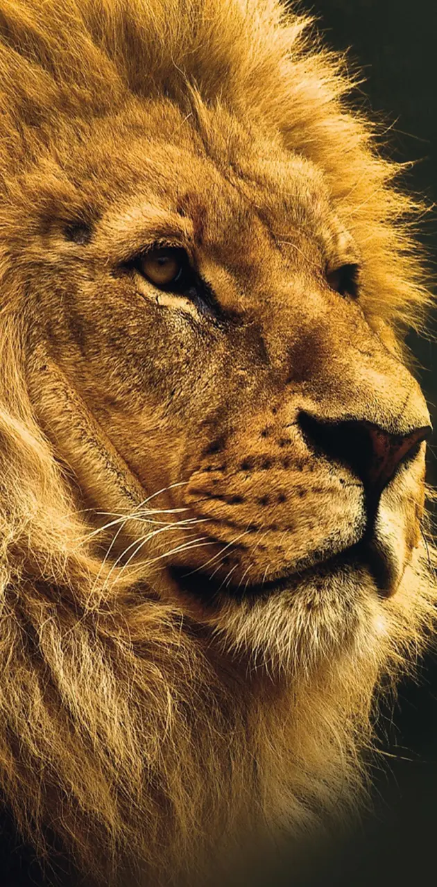 Lion 🦁 👑 king