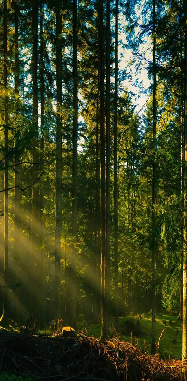 Forest tree sun rays
