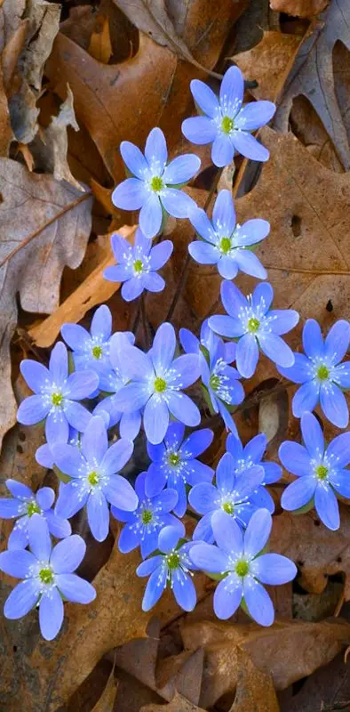 Lovely Blue Flowers