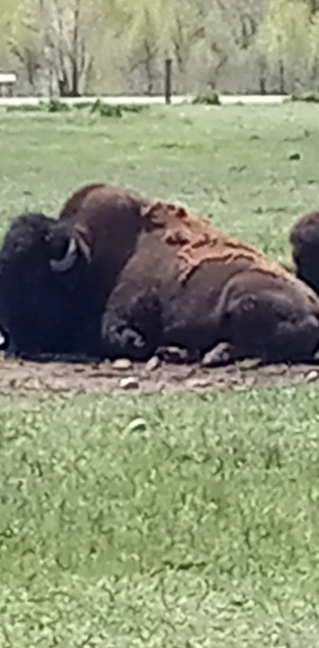 Buffalo wallpaper by haley3900 - Download on ZEDGE™ | 5ddc