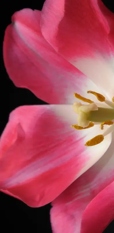 Flower Tulip 14