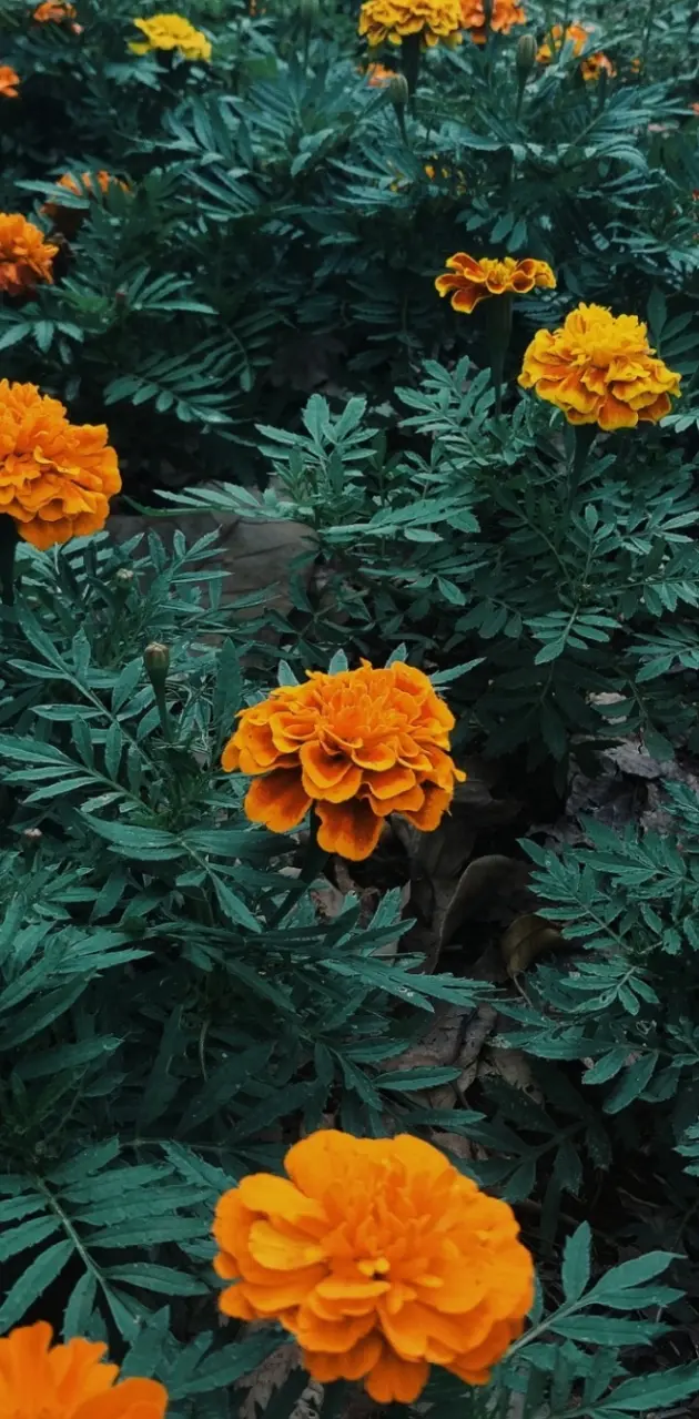 Flores laranjas 