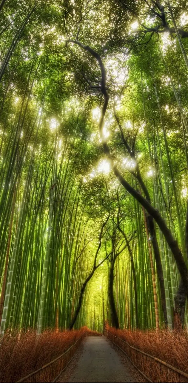 Bambu Park Z10