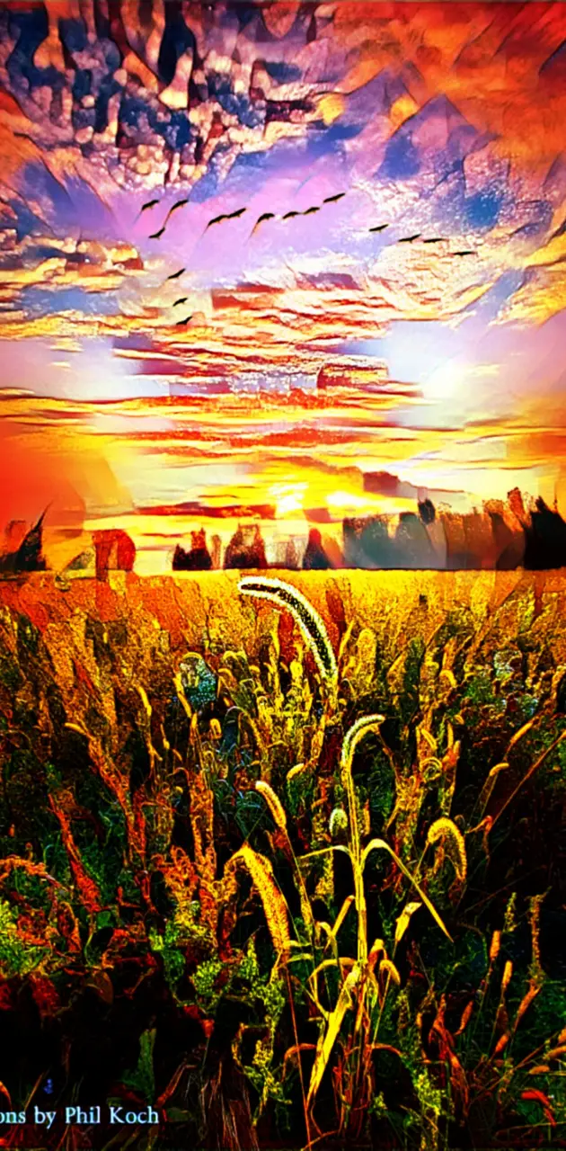 cornfield sunset