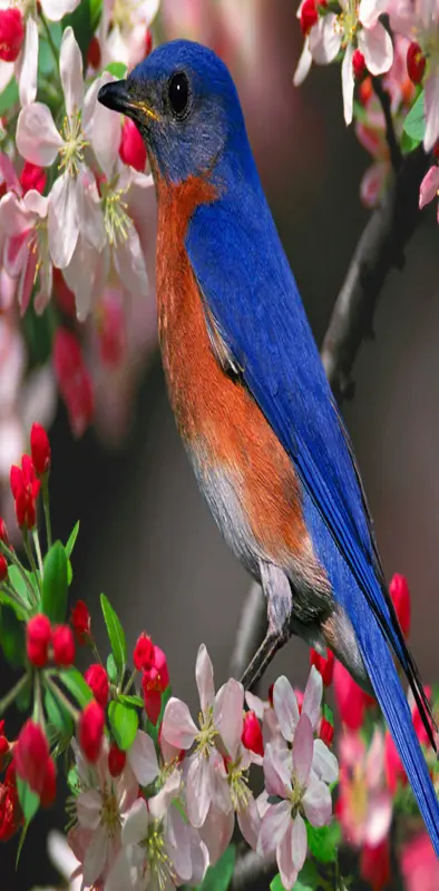 Bird Flowers