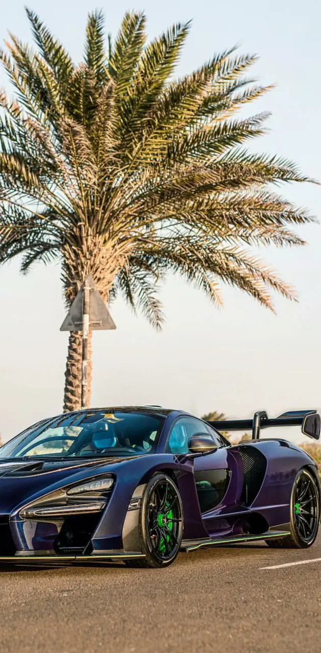 Purple Senna