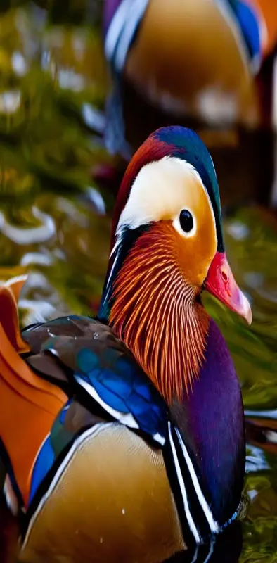 Colorful Duck