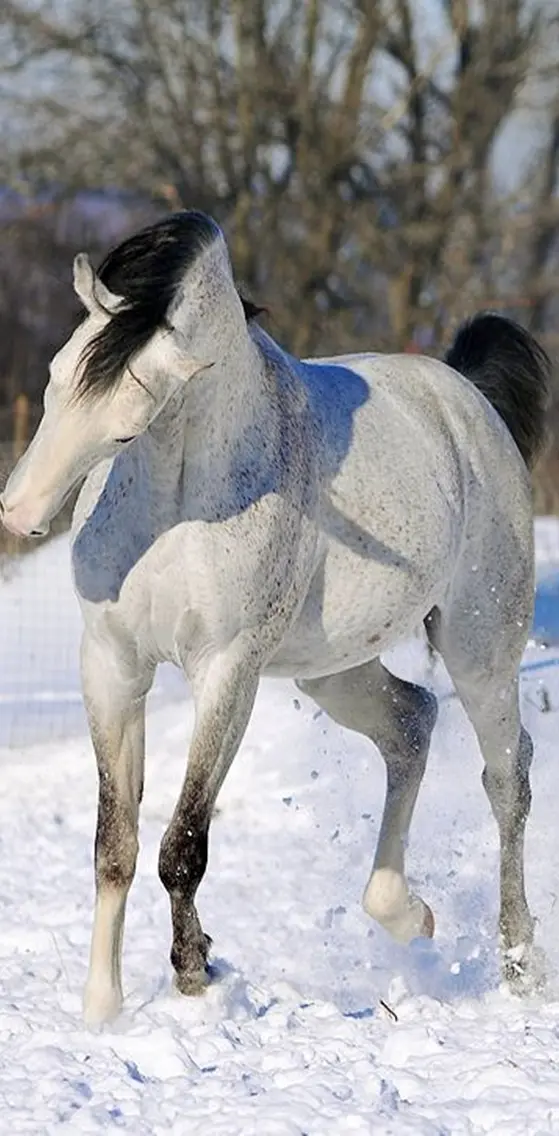 Snowy Horse