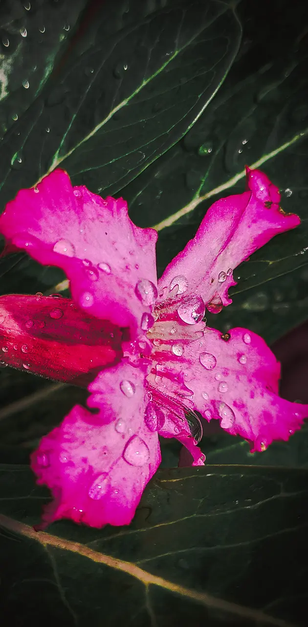 Flower Water Drop