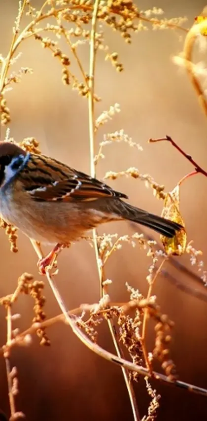 Cute-sparrow