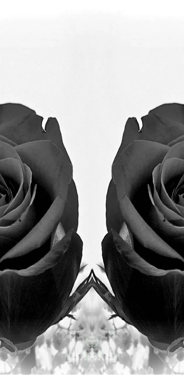 Black Roses