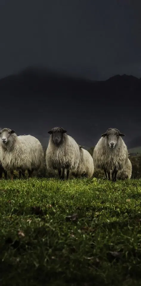 Sheep HD