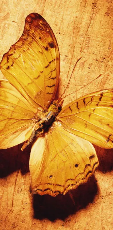 Wood Butterfly
