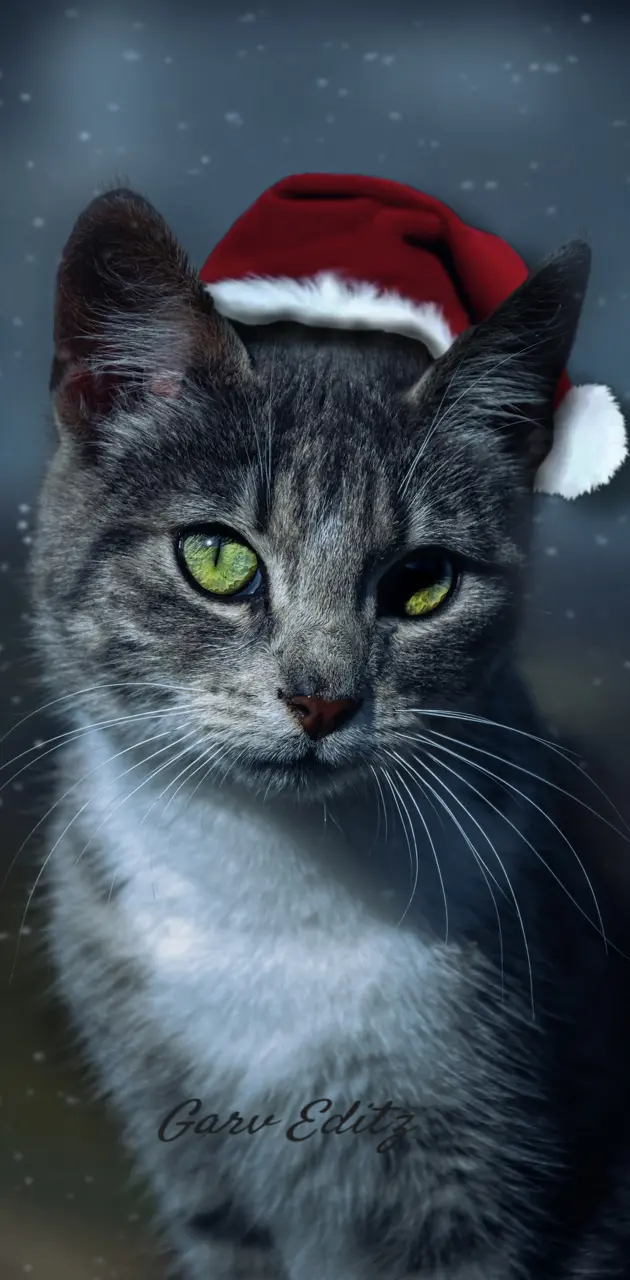 Meow-ry Christmas 