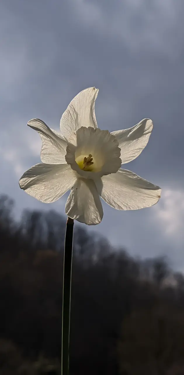 Narcissus Daffodil