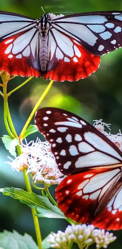 summar butterfly