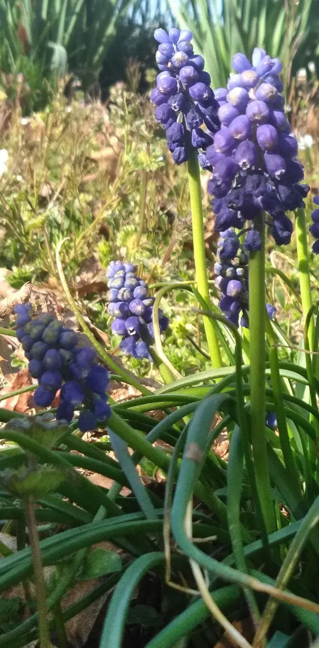Spring purple