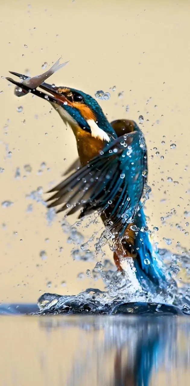 Kingfisher Catching