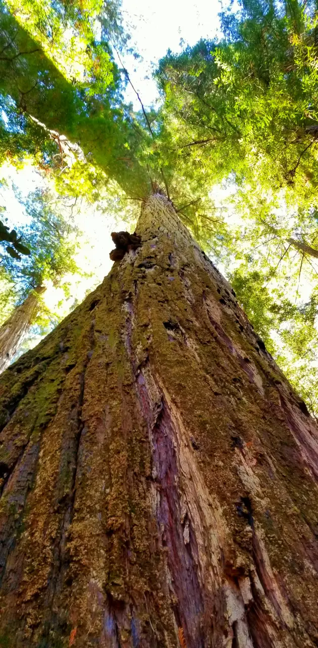Redwood Sky