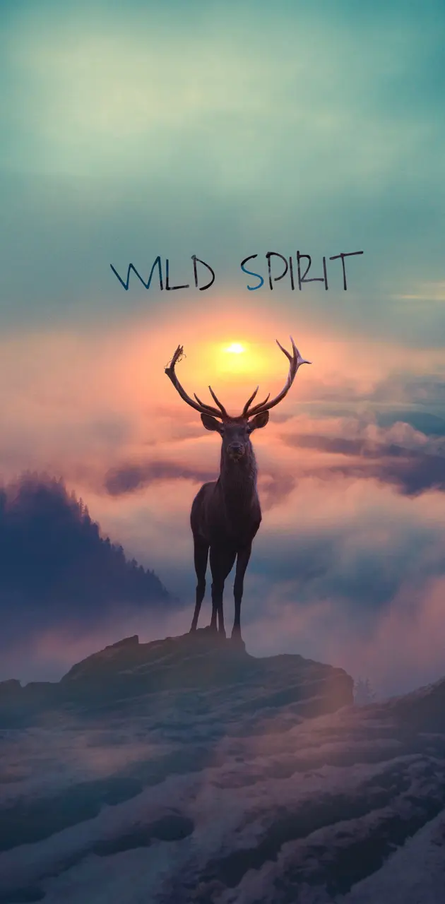 Wild Spirit 
