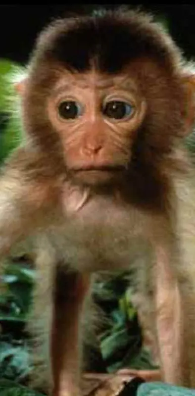 Baby Monkey 1