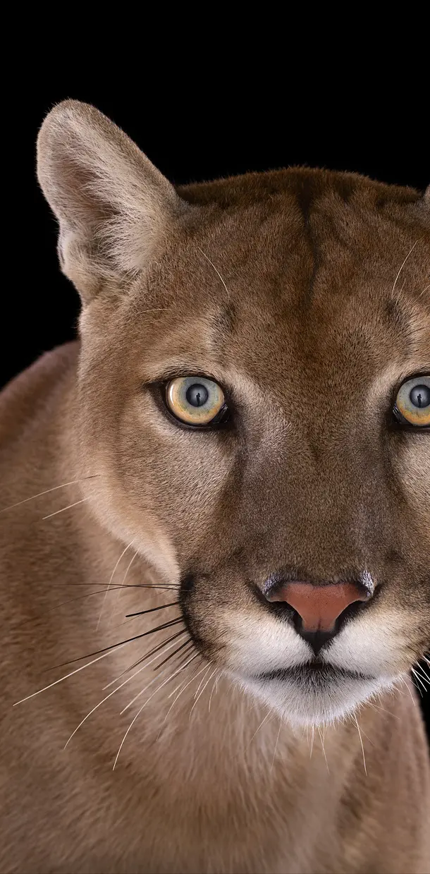 Puma Mountain Lion