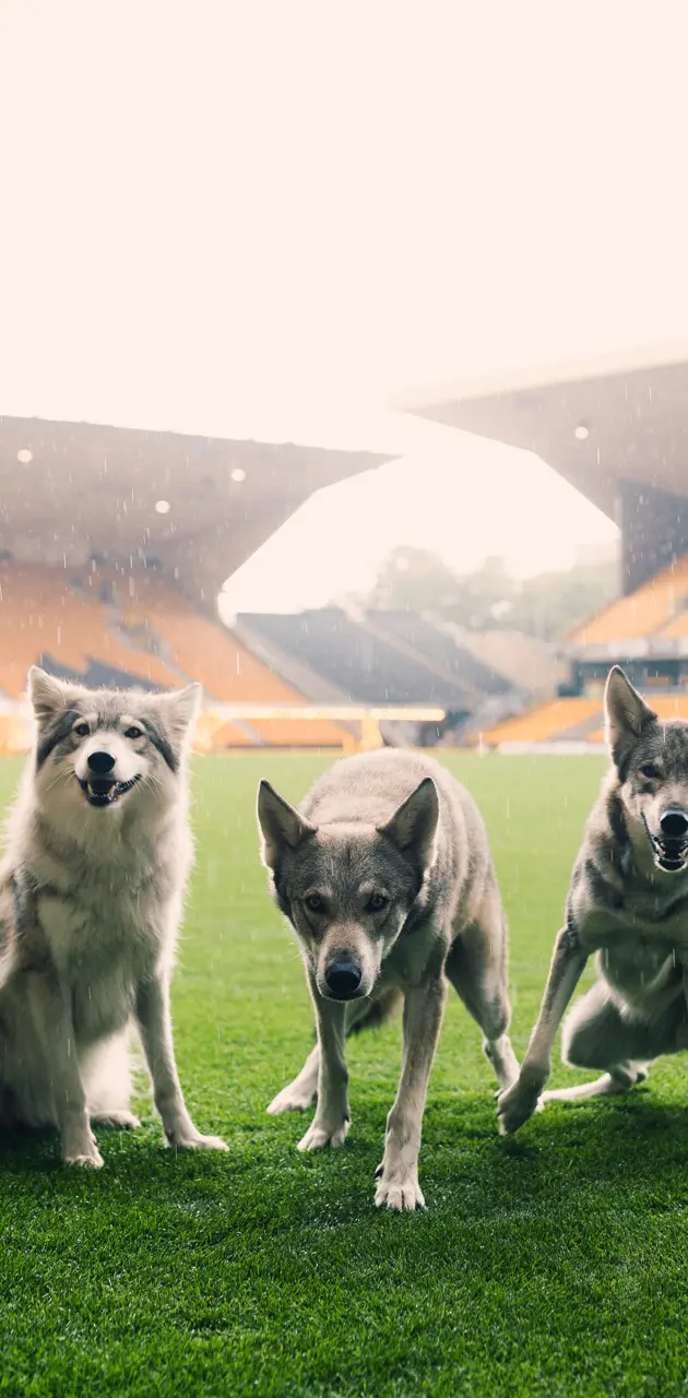 Wolves at Wolves's
