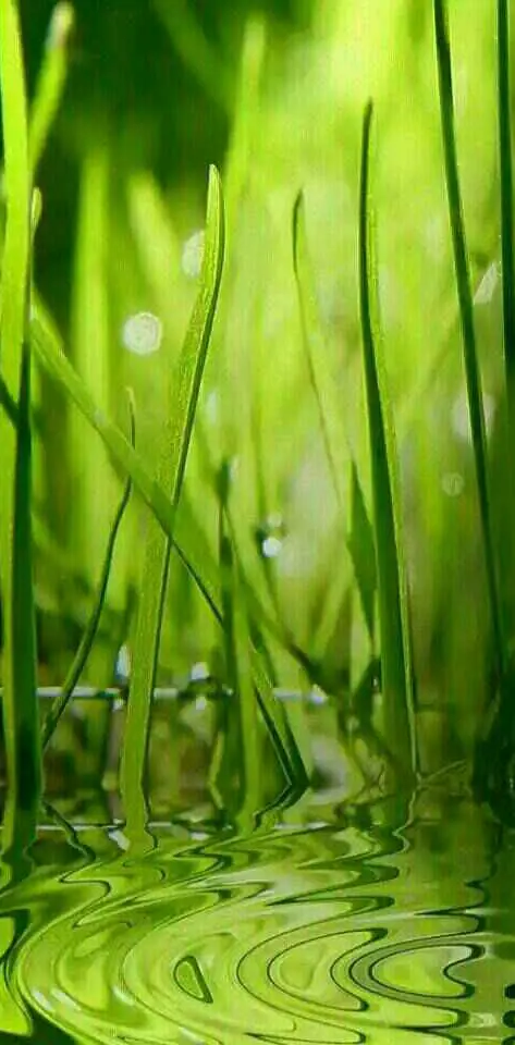 grass pond