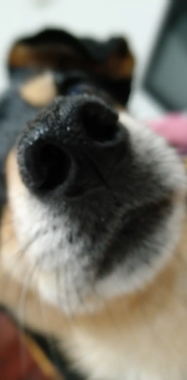 street dog snout