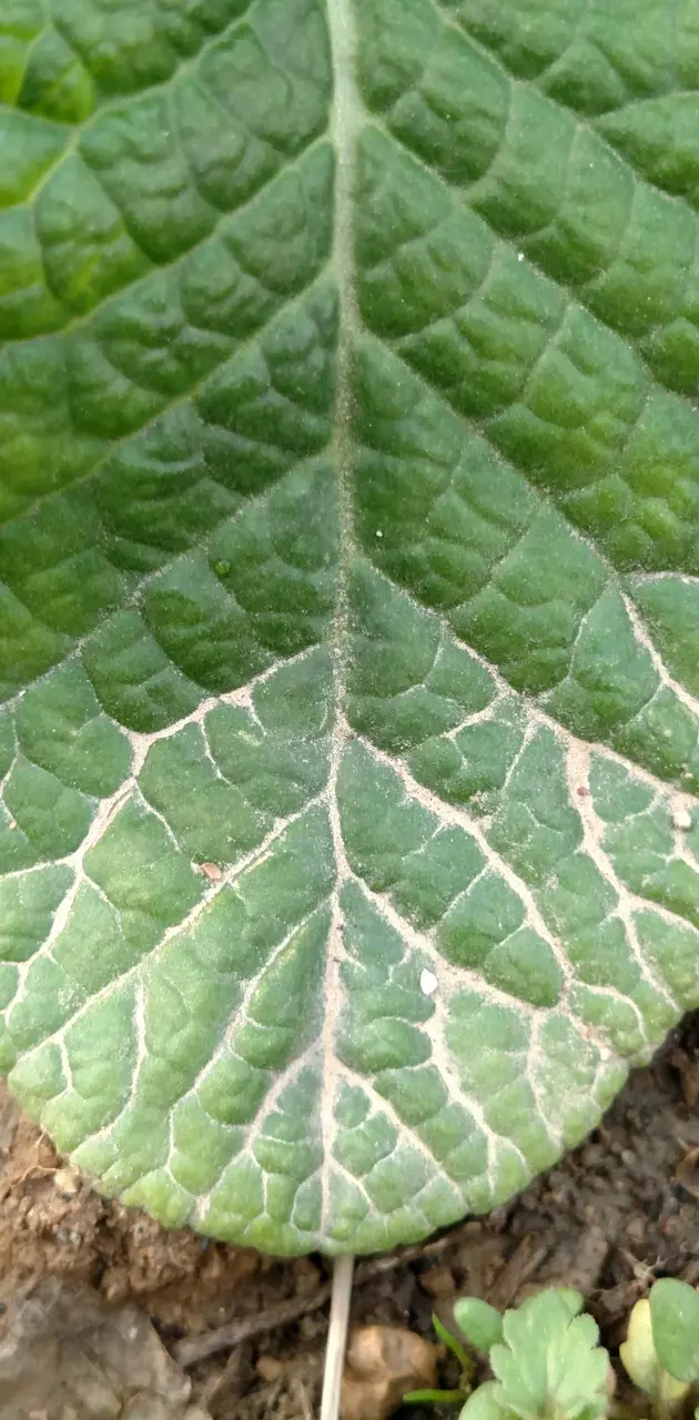 leaf hd