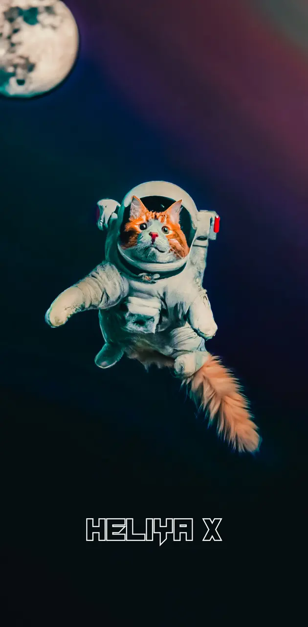 Cute cat flying space