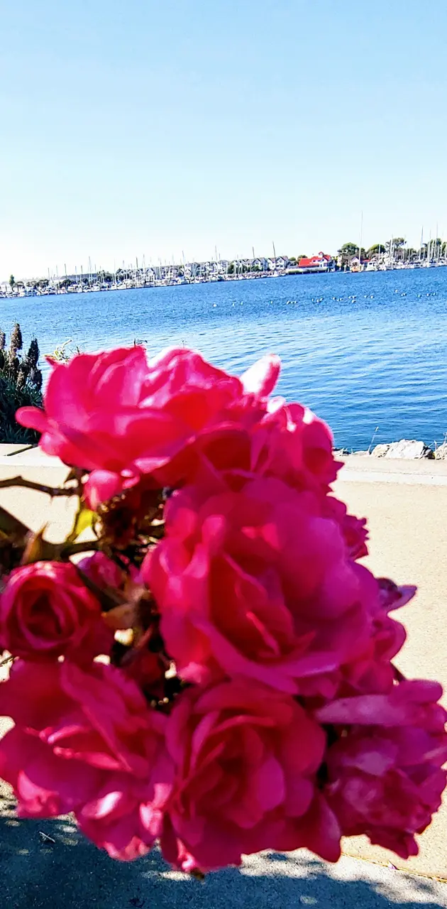 Ocean roses