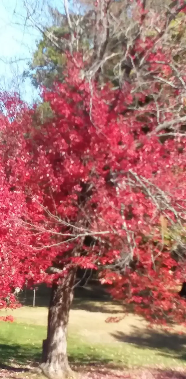 Red tree in park