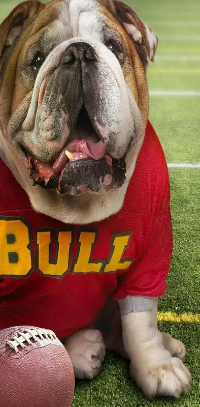 Bulldog The Badaz