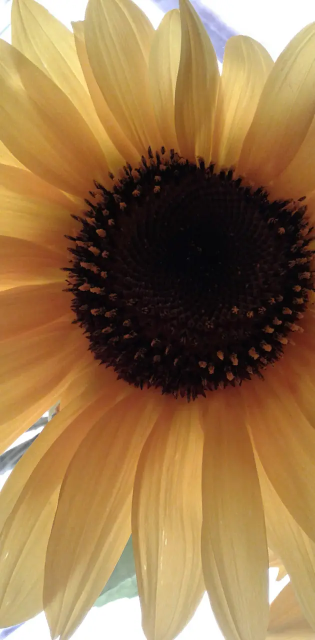Sunflower bright clari