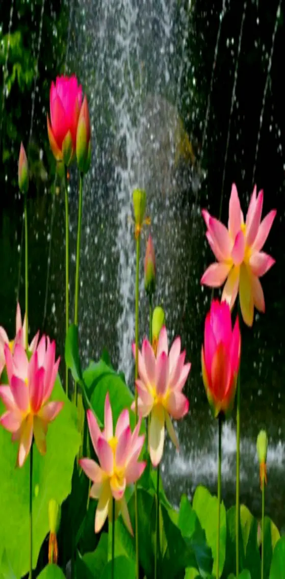 Rain and flowers