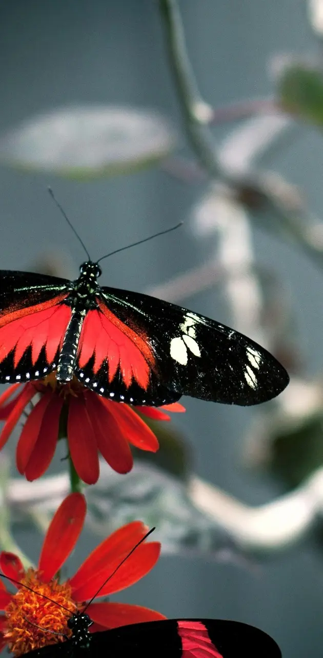 Butterfly-wide