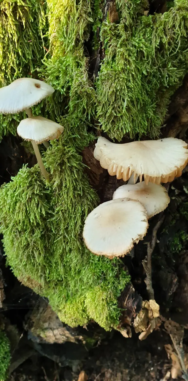 mushrooms mosk