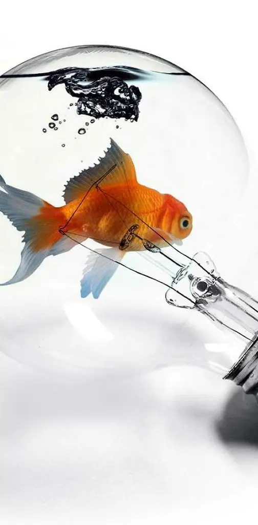 Fish In A Light Bulb