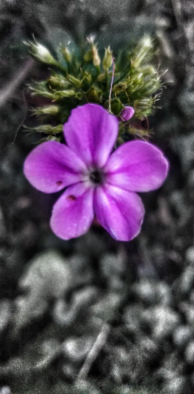 Blackened flower