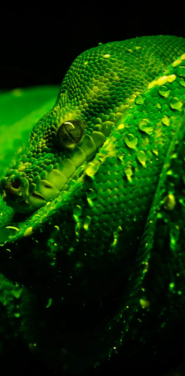 Green Snake Iphone 4