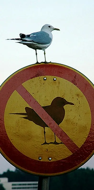 No Birds